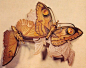 René Lalique赫奈.拉里科-----献给自然的赞美诗@北坤人素材