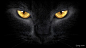 黑猫猫眼猫眼背景|黑猫猫眼|黑猫|猫眼|动物眼睛