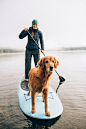 Captain of the boat!  Dog leading the way on a paddle board.  Paddle boarding with dog.
