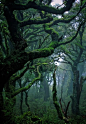 梦幻绿色热带雨林高清素材 梦幻 热带雨林 绿色 免抠png 设计图片 免费下载