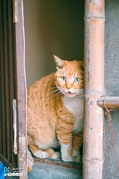 隆昌公寓表情包大橘子，了解一下 ​​​​