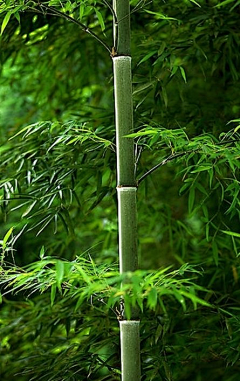 鲫鱼__采集到自然】-竹林