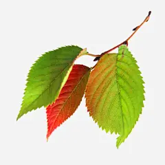 树叶复苏高清素材 坚强 奇迹 小生命 手绘 春天 树叶 生命 生命树 生长 绿叶元素 绿色 青春 免抠png 设计图片 免费下载