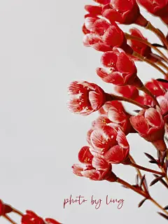 红色腊梅｜红红火火新一年呀 : 时间过得好快，不知不觉在鲜花中渡过了两年 充实且美好 2023咱们继续 #点缀生活的鲜花  #鲜花分享  #手机摄影  #鲜花  #网购鲜花  #澳洲腊梅  #壁纸