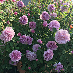 星野沙希采集到花卉氛围参考
