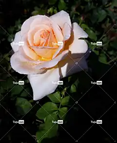 玫瑰 粉色的 花壁纸 花卉背景 花 玫瑰花 植物 美丽的花朵