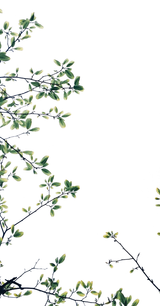 树枝