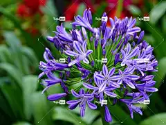 非洲百合 花壁纸 花卉背景 花朵 植物 花瓣 美丽的花朵 盛开