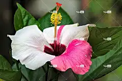 芙蓉 花卉背景 美丽的花朵 开花 花壁纸 自然 花 双色