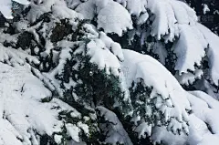 绿色蓬松的冷杉树枝在雪中
