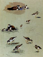 【Archibald Thorburn (1860-1935)】Thorburn_Archibald_Study_Of_Sandpipers_Cream_Coloured_Coursers_And_Other_Birds