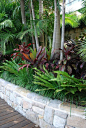 热带庭院植物配置一组，很清新淡雅，舒心舒适。这些植物大家都认识吧，要不要来一组图文植物解析？