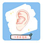 杯状耳 耳朵 耳朵畸形 招风耳 耳朵整形 整形 卡通 Q版