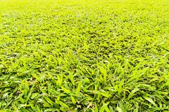 抽象的绿草与阳光过滤器