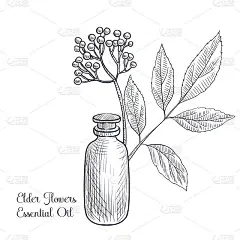 向量画接骨木花精油
