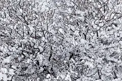 大自然的树枝上有雪