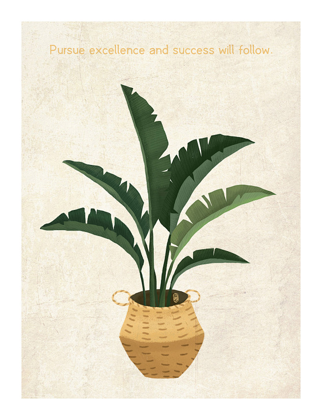 植物插画-芭蕉