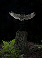 ♂ Solo bird darkness “Little Owl” by Dale Sutton (@hsfnature): 