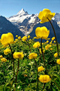 高山金莲花草甸在6000英尺与艾格峰后面。 首先，格林德尔瓦尔德，伯尔尼阿尔卑斯