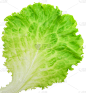生菜