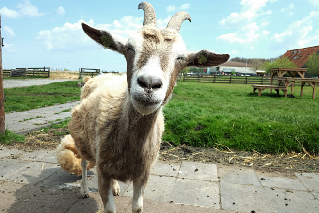 happygoat
