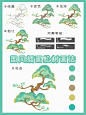 【国风插画】|国风松树画法