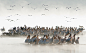 全部尺寸 | Pelicans at dawn, Lake Nakuru by Ralph Snook | Flickr - 相片分享！
