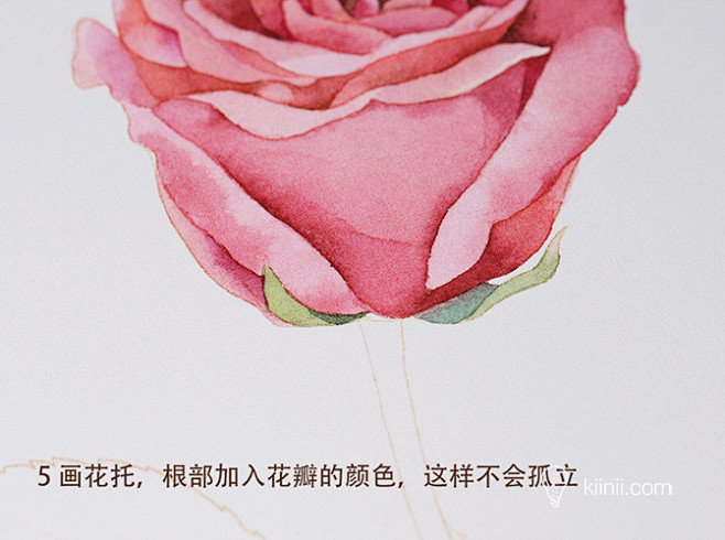 插画师Candy田分享的水彩花卉步骤图：...