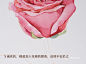 插画师Candy田分享的水彩花卉步骤图：画一支粉粉的玫瑰~ - 手工客，diy手工制作教程频道