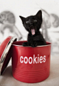 Cookies | Cutest Paw