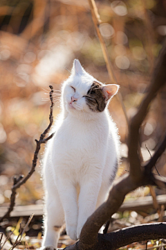 猫小懒灬采集到萌到深处自然呆