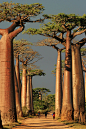 Baobab Alley, Morondava | Flickr - Photo Sharing!