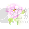 玫瑰,白色背景,可爱的,窗帘,背景分离,...