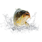 鱼  png