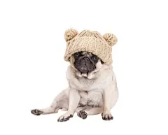 点击来源直接获取大图文件 |sweet pug puppy dog sitting down and wearing a knitted hat with pompoms, isolated on white background
