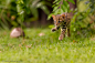Levitating Leopard Cat by Ashley Vincent on 500px