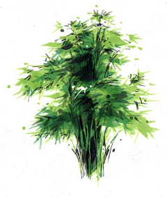 AMBERKK采集到植物手绘