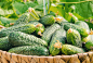 homemade cucumber cultivation and harvest. selective focus.