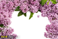 紫色花朵 紫色鲜花 紫色花素材 背景 图片 植物花朵 #素材# ★★★http://www.sucaifengbao.com/photo/dwzw/
