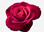 绽放的玫瑰花免抠素材 平面电商 创意素材 png素材
