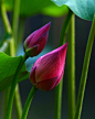 ~~Twin lotus buds by Tue Bui~~