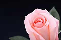 玫瑰花束插花鲜花插画摄影图片