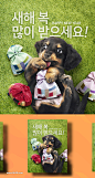 小狗宠物2018送礼爱犬海报PSD素材_平面素材_乐分享-设计共享素材平台 www.lfx20.com