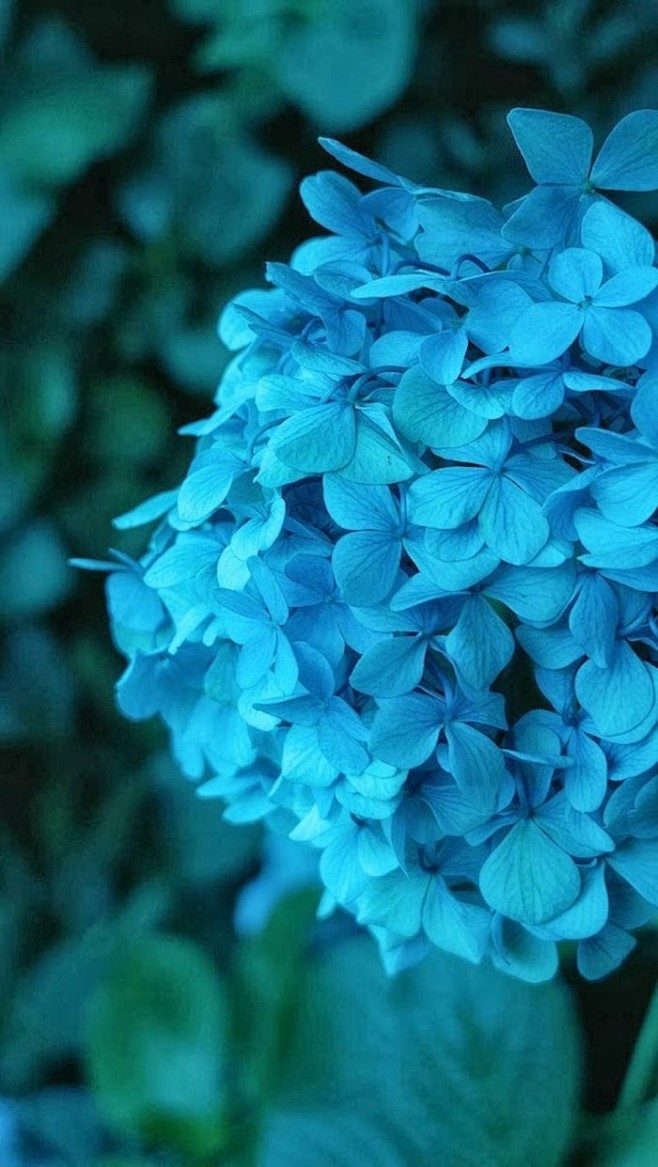 唯美 花朵 蓝色