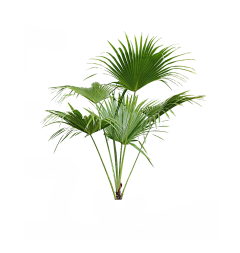 阿何妹妹采集到素材|植物|摆件装饰|免扣
