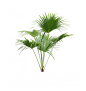 蒲葵9