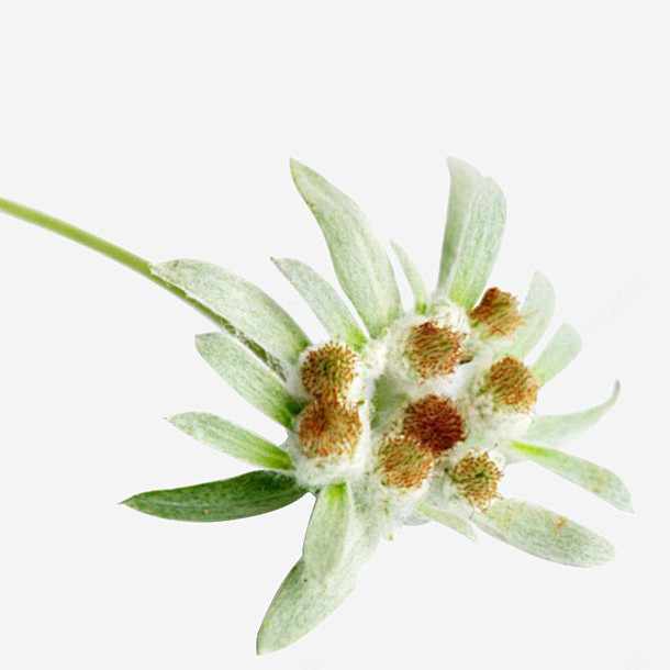 雪绒花植物高清素材 植物 火绒草 花 雪绒花 元素 免抠png 设计图片 免费下载 页面网页 平面电商 创意素材