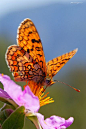 Melitaea deione