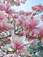 Magnolia flowers