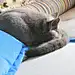 木知介